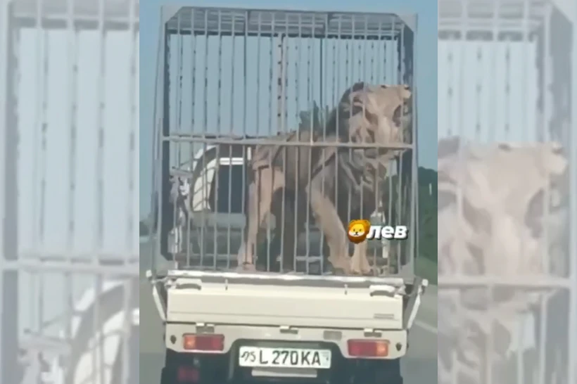 Ёввойи ҳайвонларни уйда сақлаш ва томошаларда фойдаланиш тақиқланяпти