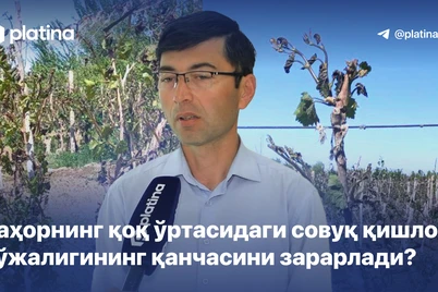 Баҳорнинг қоқ ўртасидаги совуқ қишлоқ хўжалигининг қанчасини зарарлади?