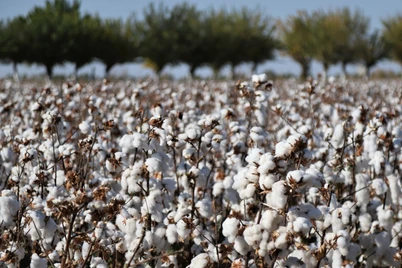 Мажбурий меҳнатга йўл қўйган 8 нафар мансабдор жазога тортилди