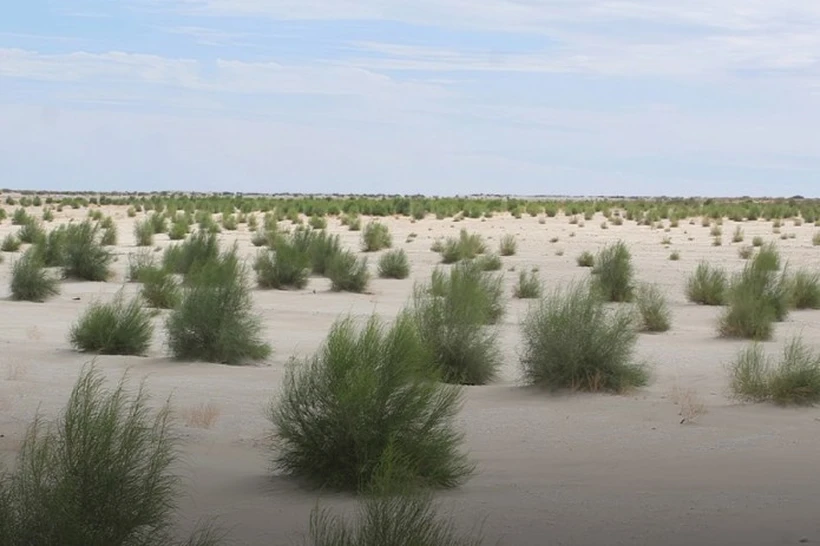 Buxoroda ekologiya xodimi haqoratlanib, kaltaklandi