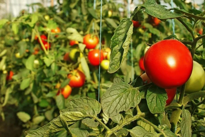 Ўзбекистонда помидор, бодринг ва пропан нархи кескин қимматлади