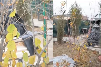 Toshkentda yashil hudud barpo etgan fuqaro javobgarlikka tortilgani boʻyicha izoh berildi