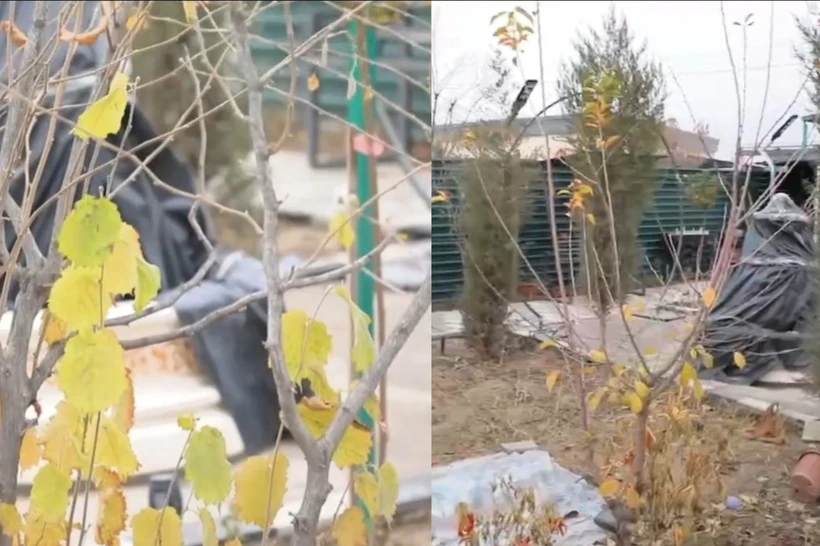 Toshkentda yashil hudud barpo etgan fuqaro javobgarlikka tortilgani boʻyicha izoh berildi