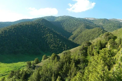 Oʻrmon fondining foydalanilmayotgan yerlari auksionda ijara huquqi asosida beriladi