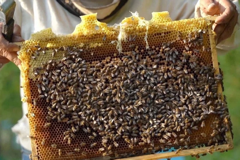 Қирғиз  депутати Ўзбекистондан асалари олиб киришни тақиқлашни таклиф этди