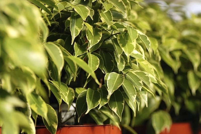 Уйдаги ҳавони тозалайдиган ва иммунитетни мустаҳкамловчи ўсимликлар маълум қилинди