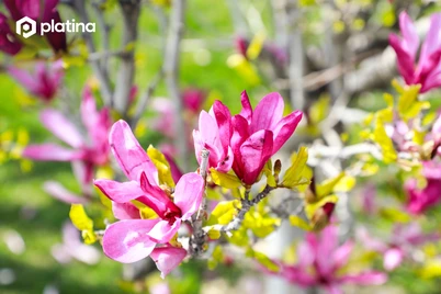 8 март байрамида неча кун дам берилади?