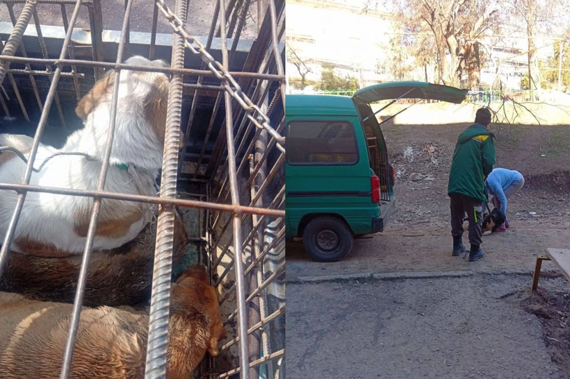 Ангренда мактаб ўқувчиси дайди ит талаши оқибатида вафот этди