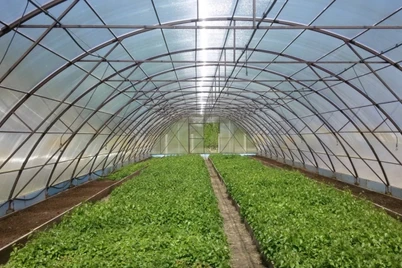 Bir xil mahsulot, ikki xil narx: Surxondaryoda issiqxona yuritish Toshkentdan 2,5 baravar arzon tushadi