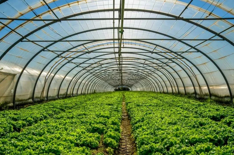 Issiqxonalar faoliyatini rivojlantirishning asosiy koʻrsatkichlari belgilandi