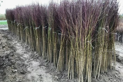 Ўзбекистон айрим турк компаниялари кўчат ва уруғларига вақтинча тақиқ жорий этди