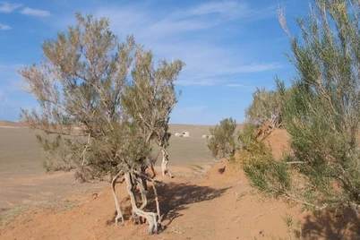 Qozogʻiston Orol tubida million gektarlik oʻrmon barpo qiladi