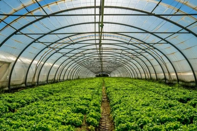 1 октябрдан Тошкент шаҳри ва туташ ҳудудларда янги иссиқхона ташкил этиш чекланади