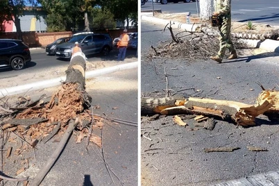 Chilonzordagi kesilgan daraxtlar ataylab quritilgani maʼlum boʻldi