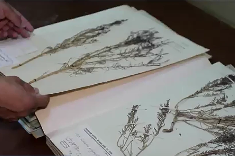 Achinarli holat: milliy gerbariyni kim qutqaradi?