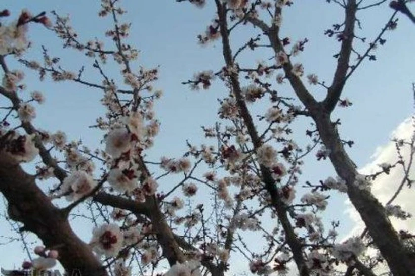 Oʻzbekistonda bugun havo harorati iliq boʻladi