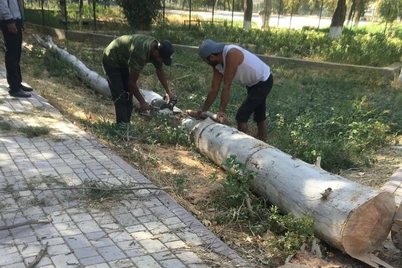 Daraxtkushlik uchun yana yangi jazolar kiritildi