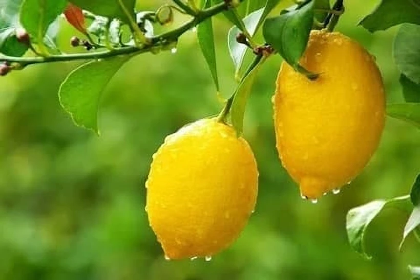 Oʻzbekistonda limon eksporti kamaydi
