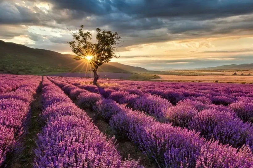 Koʻhna tarix, lavanda dalalari — biz bilmagan Burdur ajoyibotlari